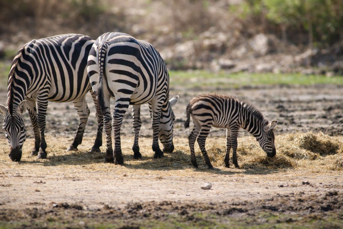 Info León 🦁 tweet media
