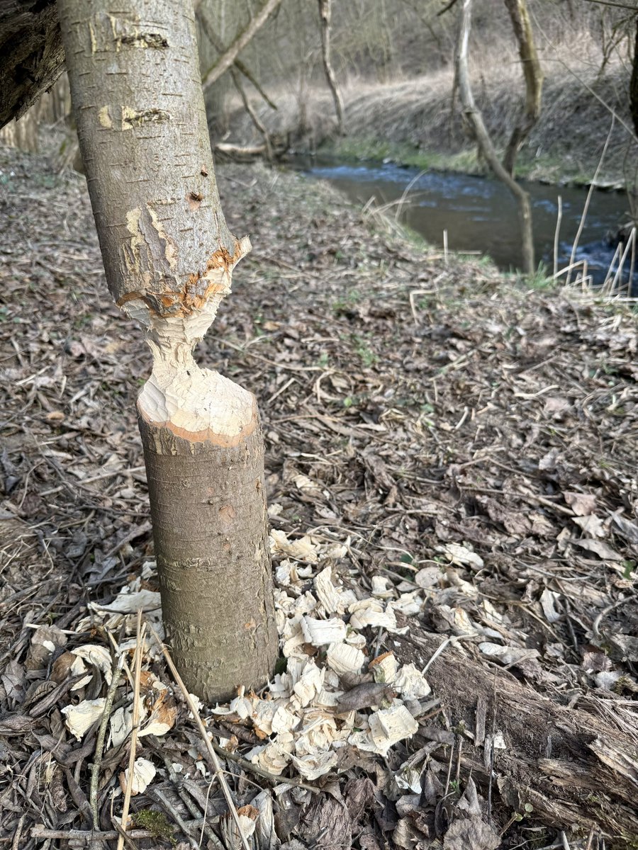 Vítek No tweet media