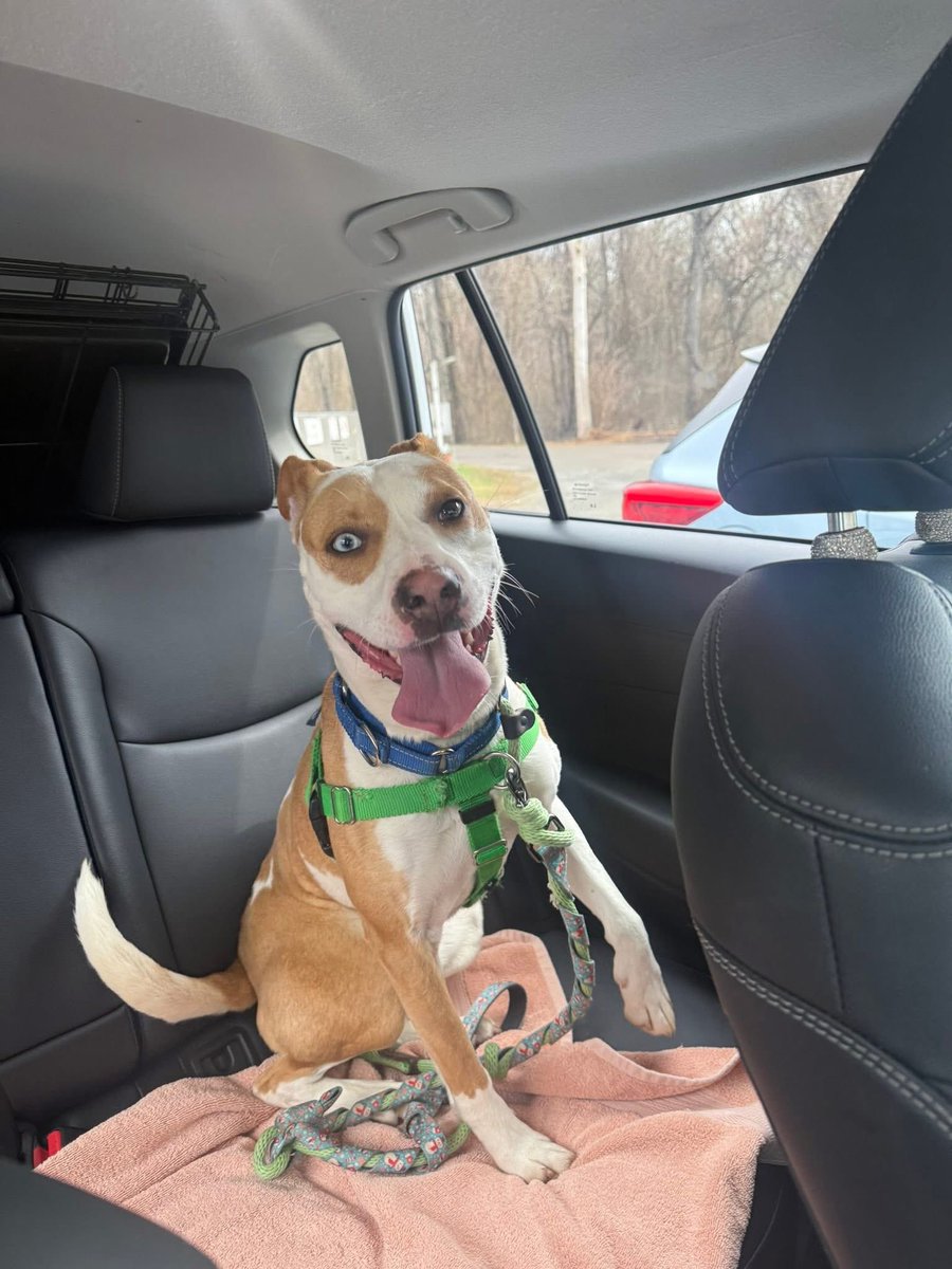 Rescue Dogs Rock, D.C. 🐾🐾🇺🇸 tweet media