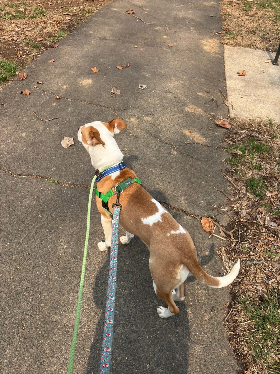 Rescue Dogs Rock, D.C. 🐾🐾🇺🇸 tweet media