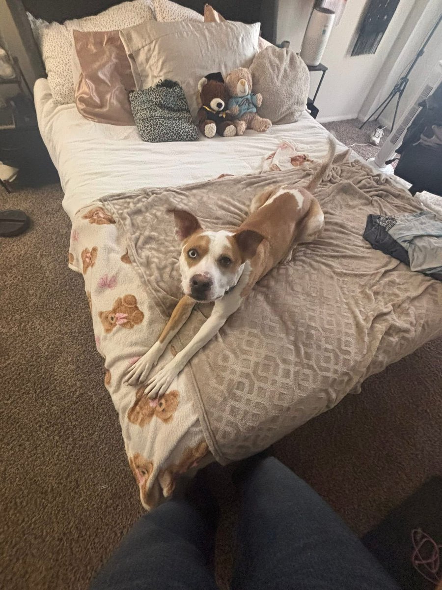 Rescue Dogs Rock, D.C. 🐾🐾🇺🇸 tweet media