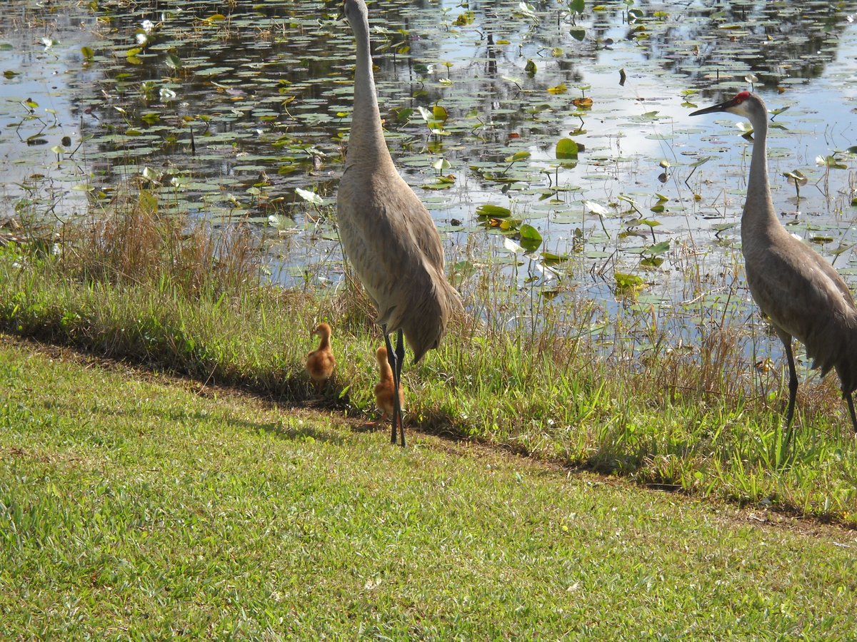 OzzieCrystal's tweet photo. so yesterday my local sand-cranes at the pond across the road emerge with their new hatch lings
not ai #sandcranes #chics #photography https://t.co/r1oxjmlH5J