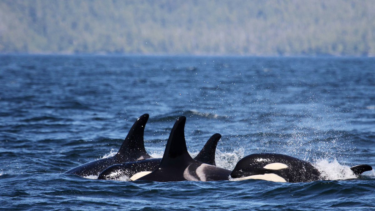 Born Free Foundation tweet media