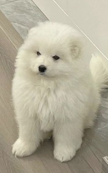 CanisGreen 🔜 AC tweet media