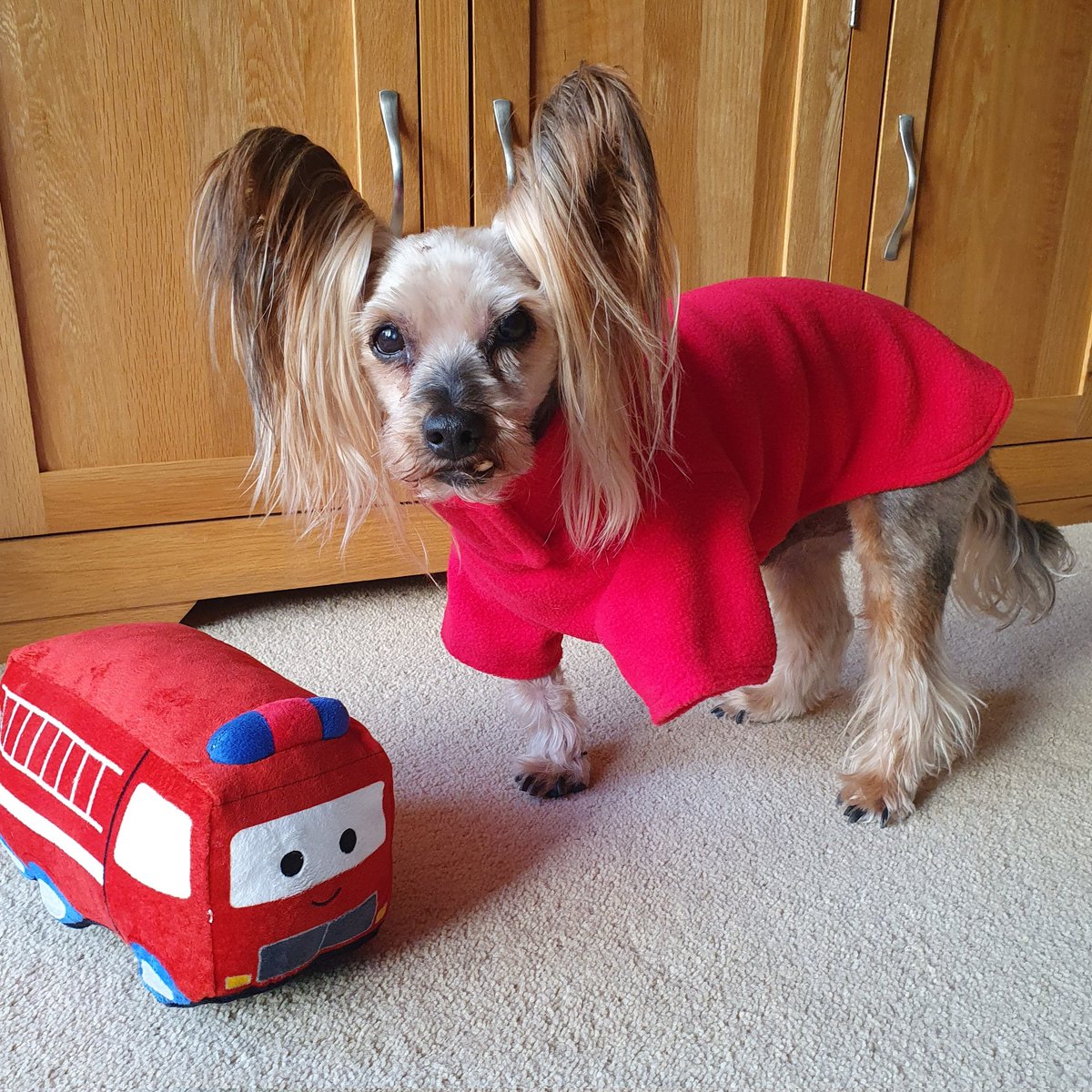 Mr_Pelucchi's tweet photo. Utter uselessness PA did scalp me apawrently I did be scruffy-mutton! While the utter uselessness PA did be at work she went in @pugandpuffin to get me a Fire Engine red jumper to keep me warmies.
#MrP #BarkshireFirefighter #LymeRegis #tripawd #yorkshireterrier #pugandpuffin https://t.co/tdfs6WJmxF