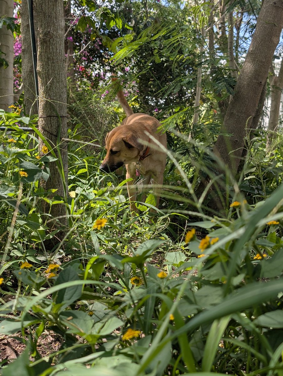 PMounou's tweet image. Dimanche matin au réveil 
Au jardin avec ma petite Tequila ♥️🪻🌞💚

#chien #jardin
