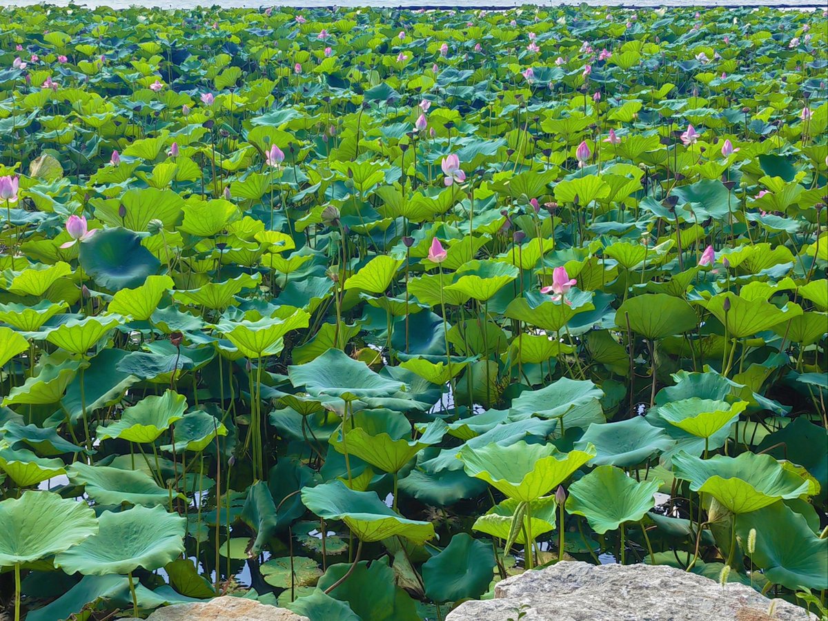 Nopanaui tweet media