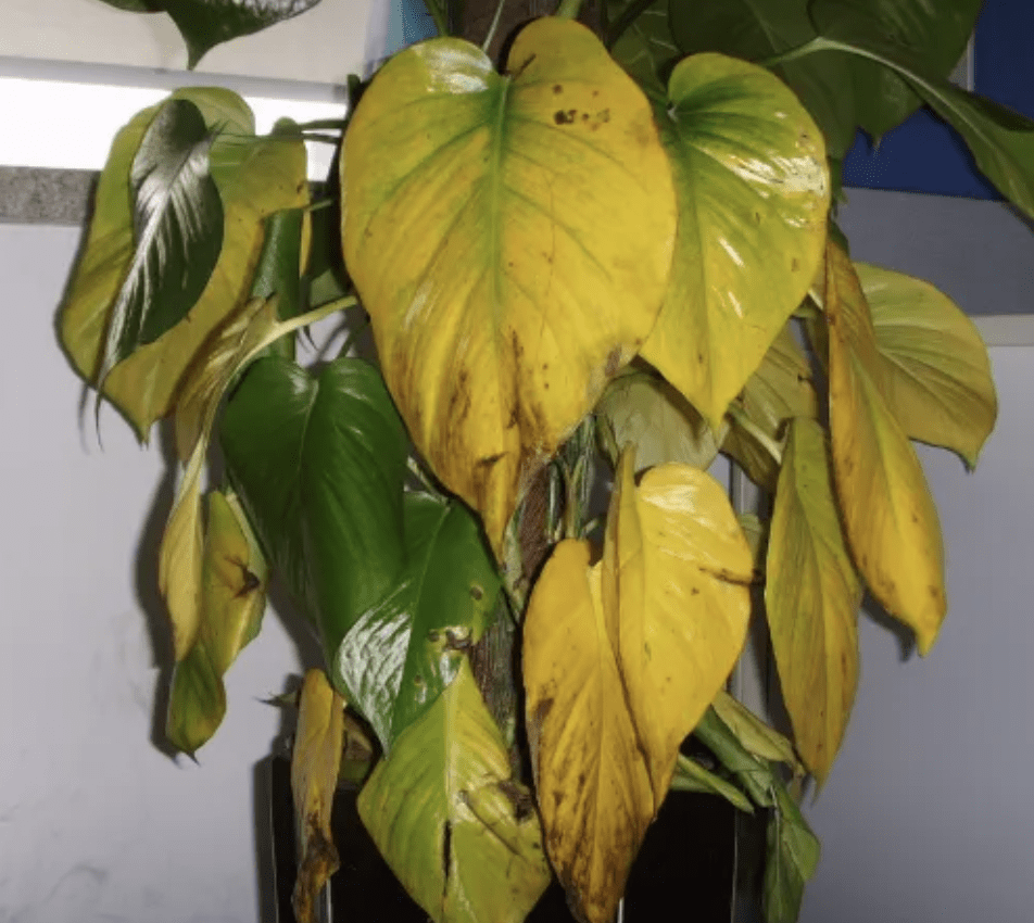 Alwennursyam tweet media