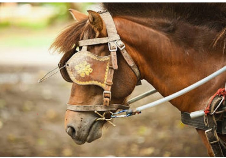 Los políticos de la 4T , con disculpas al bonito caballo
