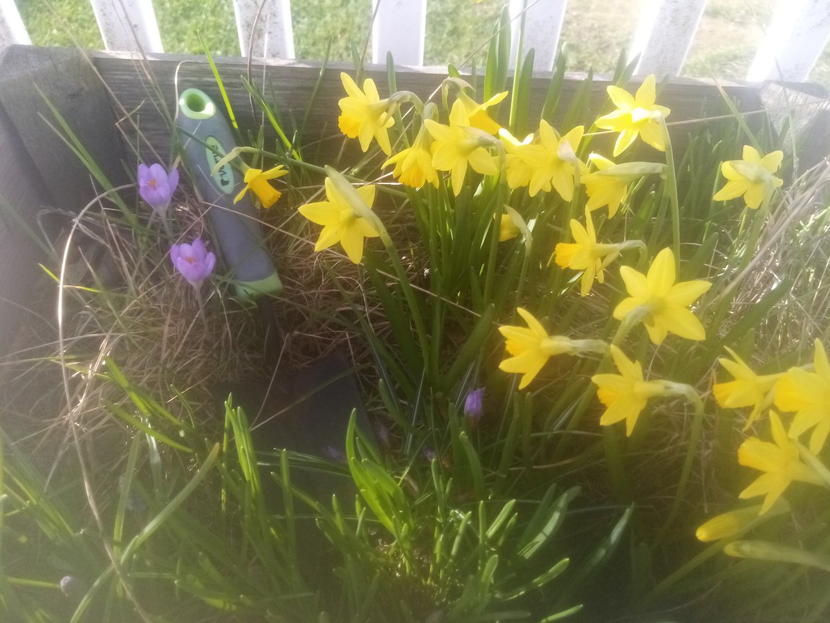 MikeKirkup1's tweet photo. I'm not a fan of clichés  - I tend to avoid them like the plague - but spring has sprung in Seahouses... https://t.co/HXrmAFqk2J
