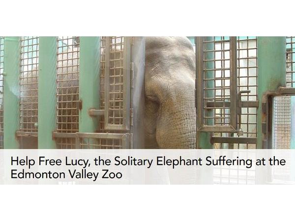 Relocate Lucy the Elephant from Edmonton Valley Zoo to Tennessee Elephant Sanctuary 

66,256 signatures 
Read, Sign, &amp; RT Petition! Thank You!
👉👉 change.org/p/relocate-luc…
<a href="/standup4animals/">Voices Carry For Animals Podcast</a> <a href="/MesMitch/">StandForWolves🐺 Ⓥ</a> <a href="/andibeth012/">Andrea Garfield</a> <a href="/PhaedraXTeddy/">Phaedra</a> <a href="/YvonneHooper20/">Yvonne Hooper</a> <a href="/Dpositivelady/">Darla K. Sensabaugh</a> <a href="/MaryamSTK/">Maryam</a> <a href="/veganrick/">R. Brassard Ⓥ</a>