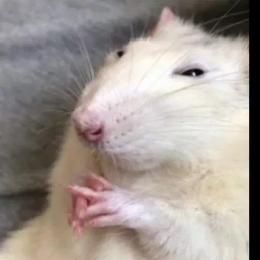 ZⅠⅠRO🦝🔞 tweet media