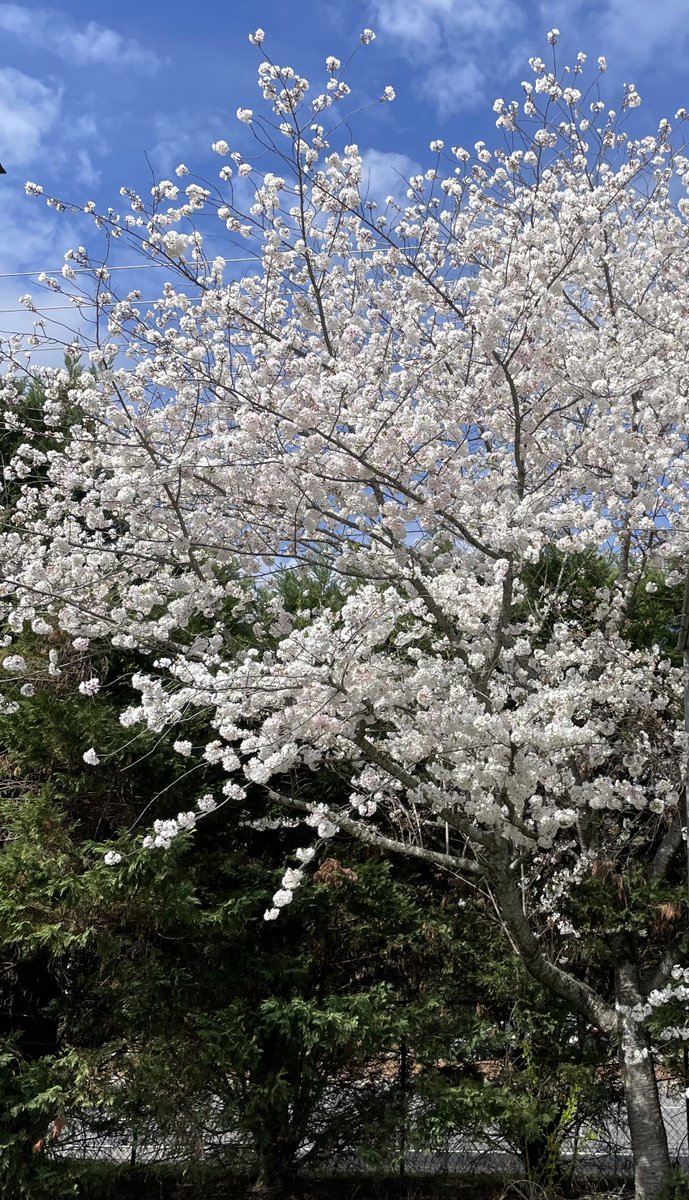 Park Sharon Grounds tweet media