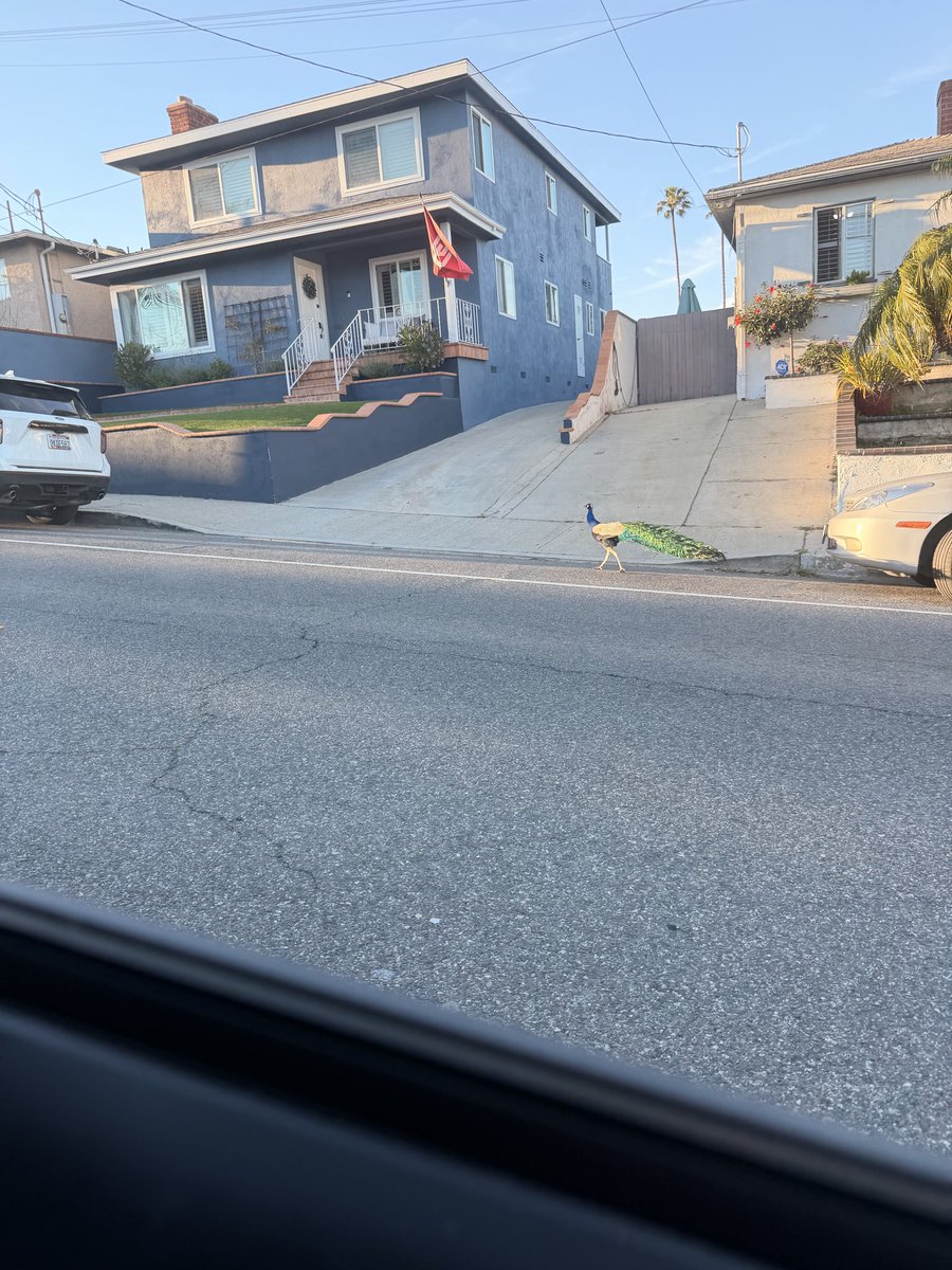 Destinito_'s tweet photo. peacock…but where’s poopcock #peacock #poopcock #fnaf #gametheory https://t.co/ugMfLj6uUj