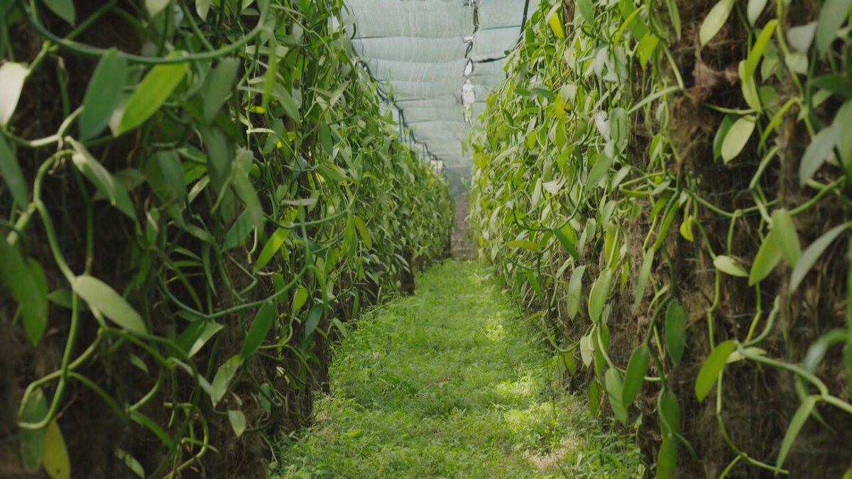 Telemadrid tweet media