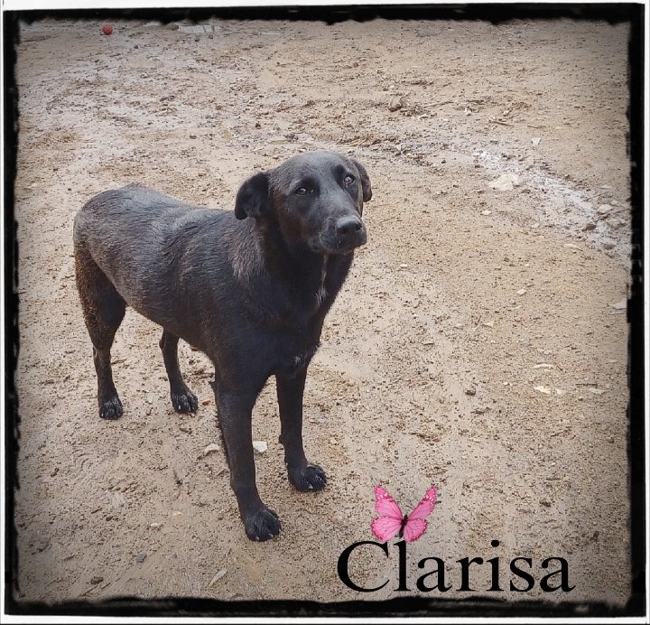 El Refugio de Brown tweet media