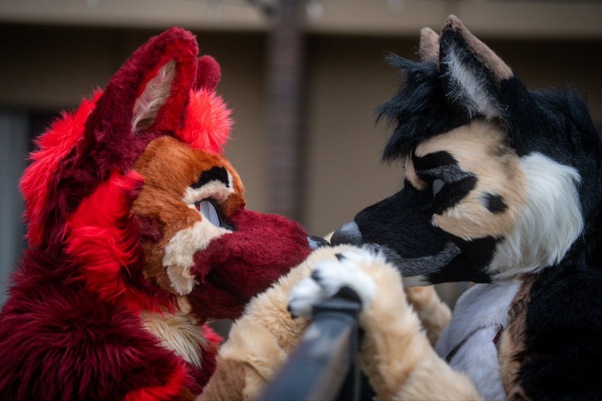 Nitro Shep 🔜 𝗙𝗪𝗔 tweet media