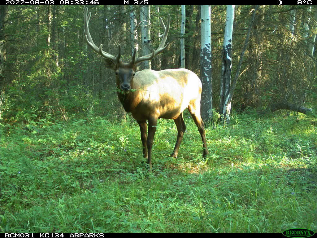 trailcam (@trail_cams) on Twitter photo 