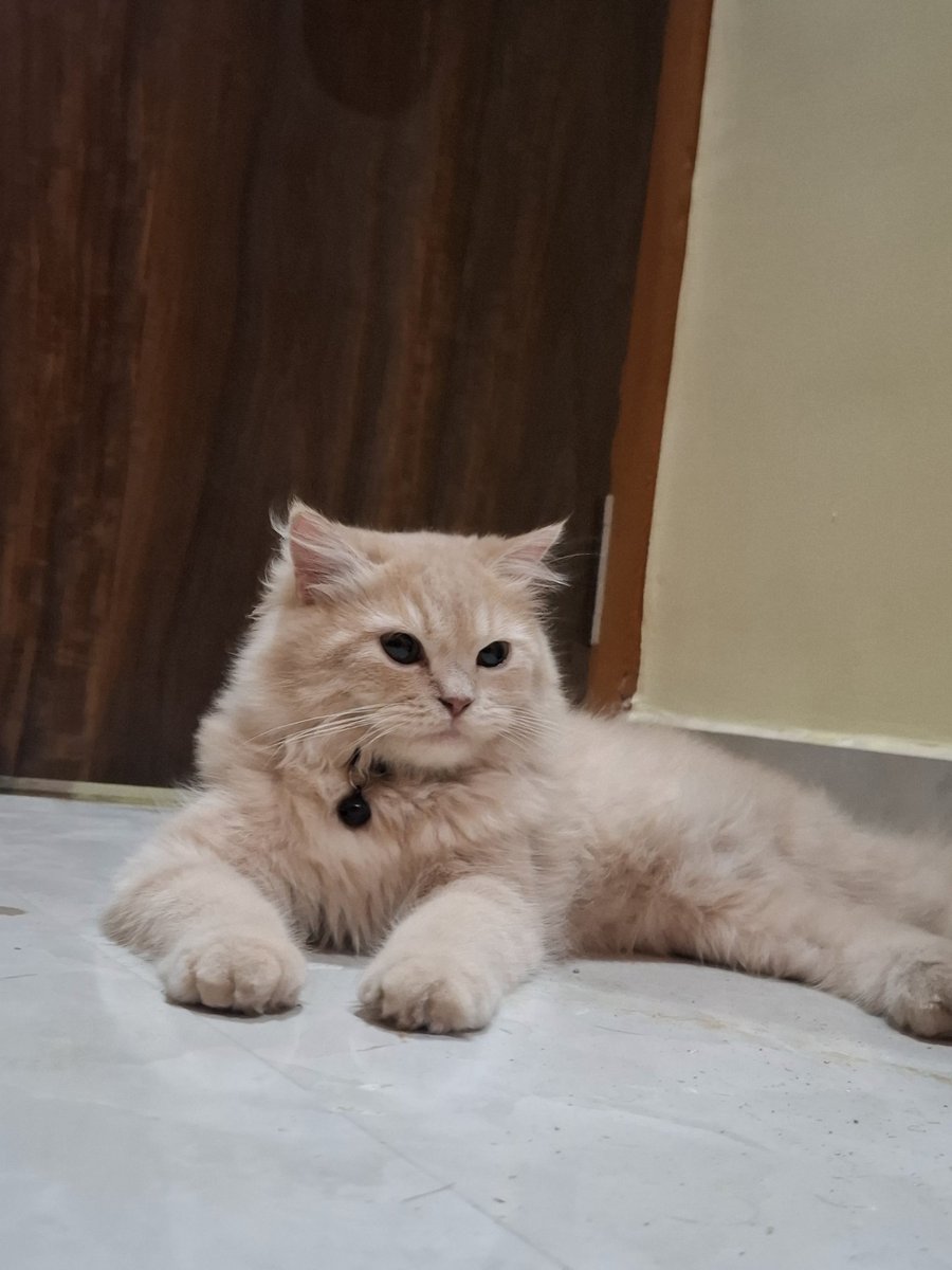 N𝖎𝖙𝖎𝖘𝖍 𝕮𝖍𝖆𝖚𝖍𝖆𝖓, MBA 🚀 tweet media