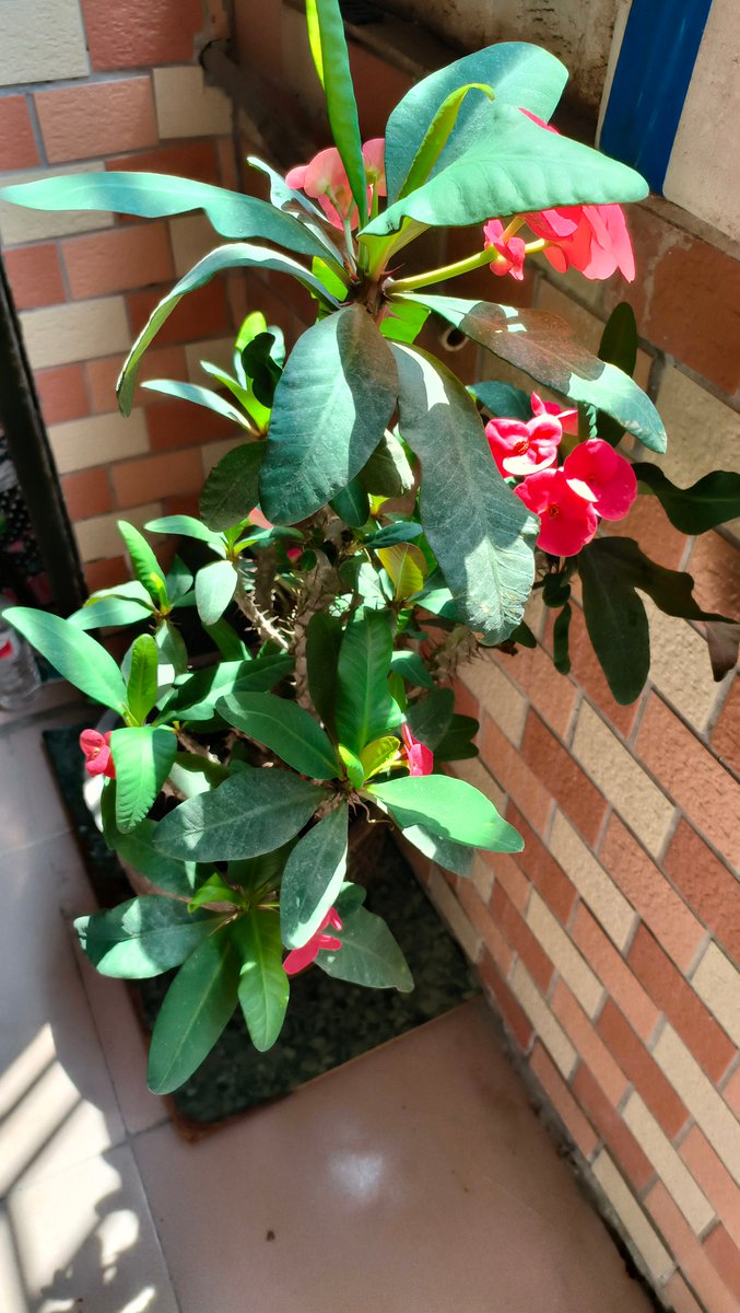 younhjinLee tweet media