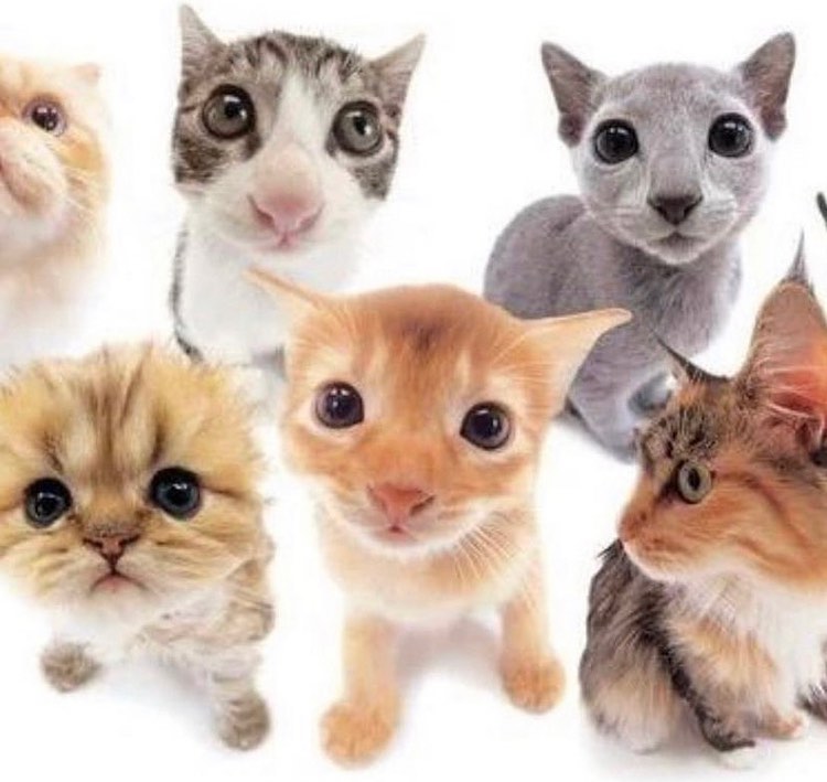 Punch Cat tweet media