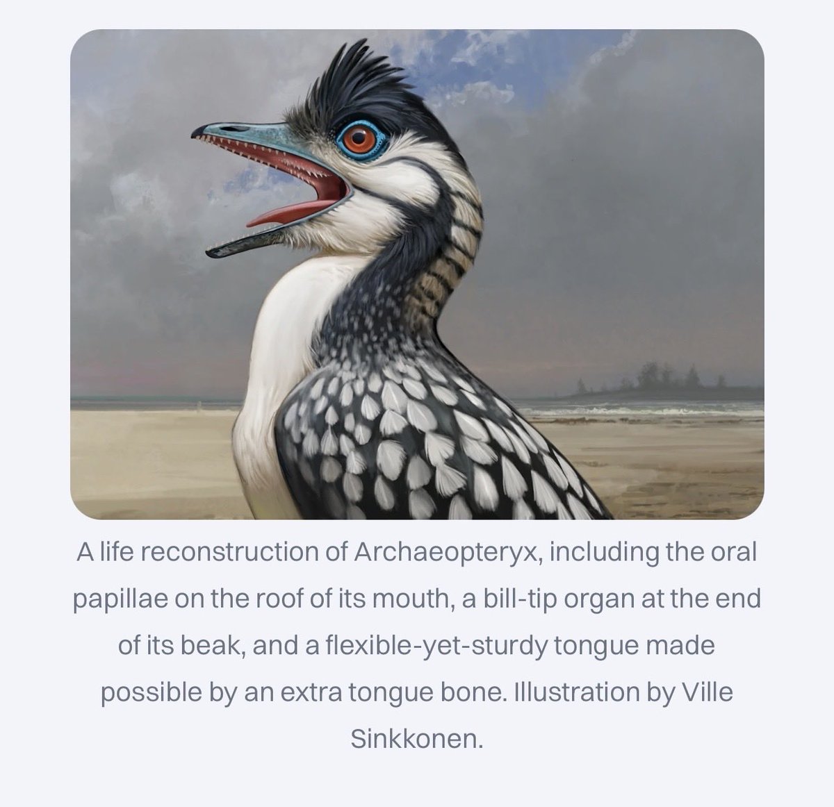 Steven Ray Morris tweet media