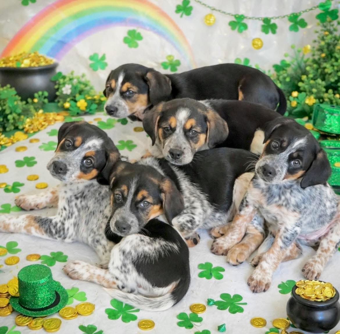 Rescue Dogs Rock, D.C. 🐾🐾🇺🇸 tweet media