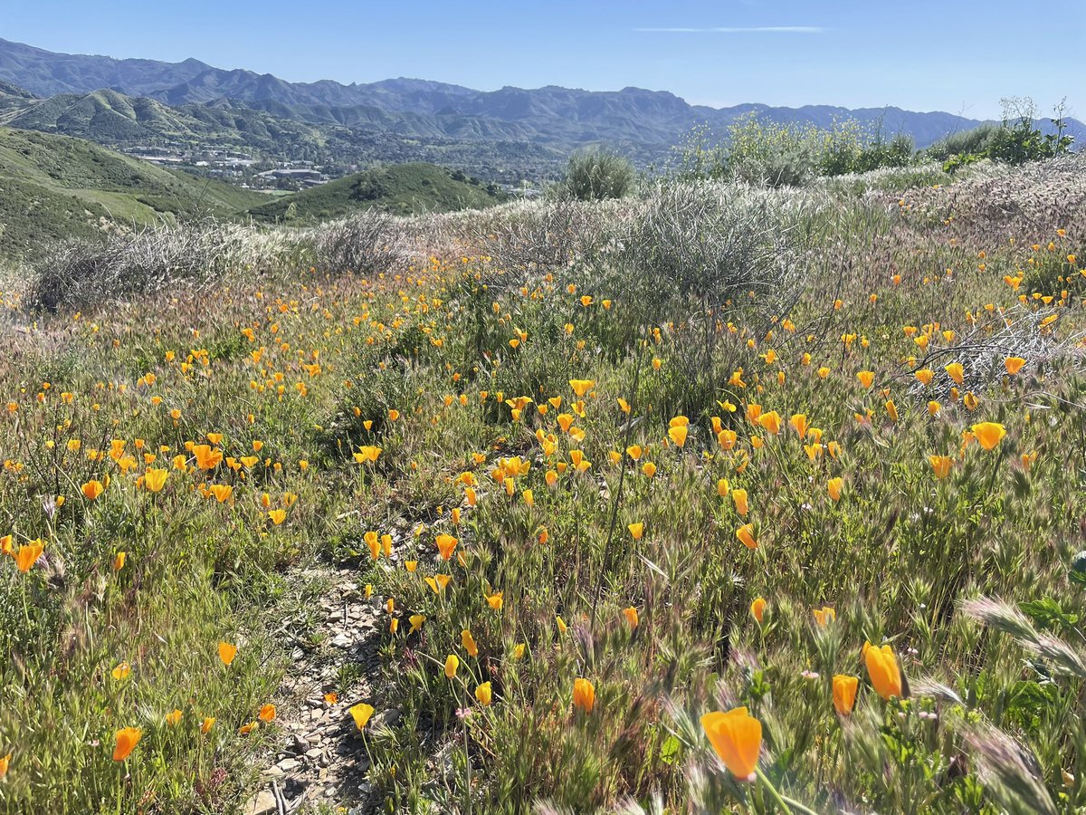 hillypaige2's tweet photo. #coschallenge
#5 of 10 in the @COSChallenge - Saddle Pass!
Beautiful views of Simi Peak and the Conejo Valley. ❤️ the lupine and poppies too!!
@ConejoOpenSpace https://t.co/iYYIiYPVnt