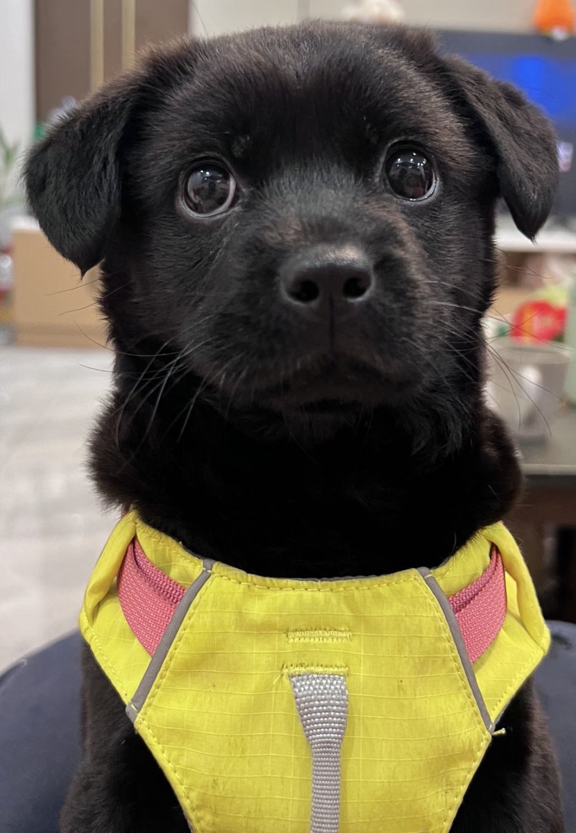 Lucky 🐾 tweet media