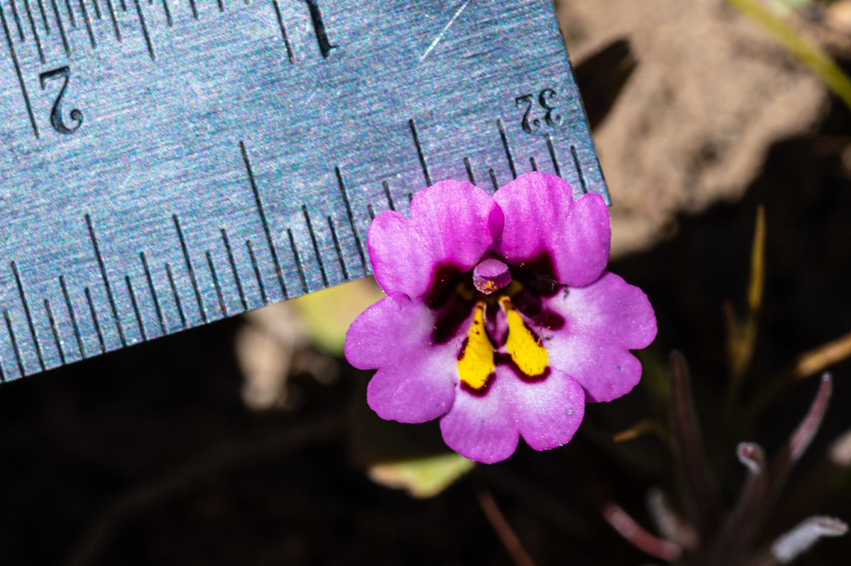 Center for Plant Conservation tweet media