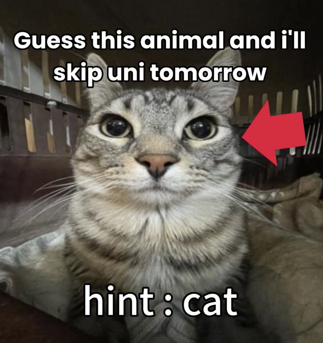 ThatWeirdGuyWhoDoesCF tweet media