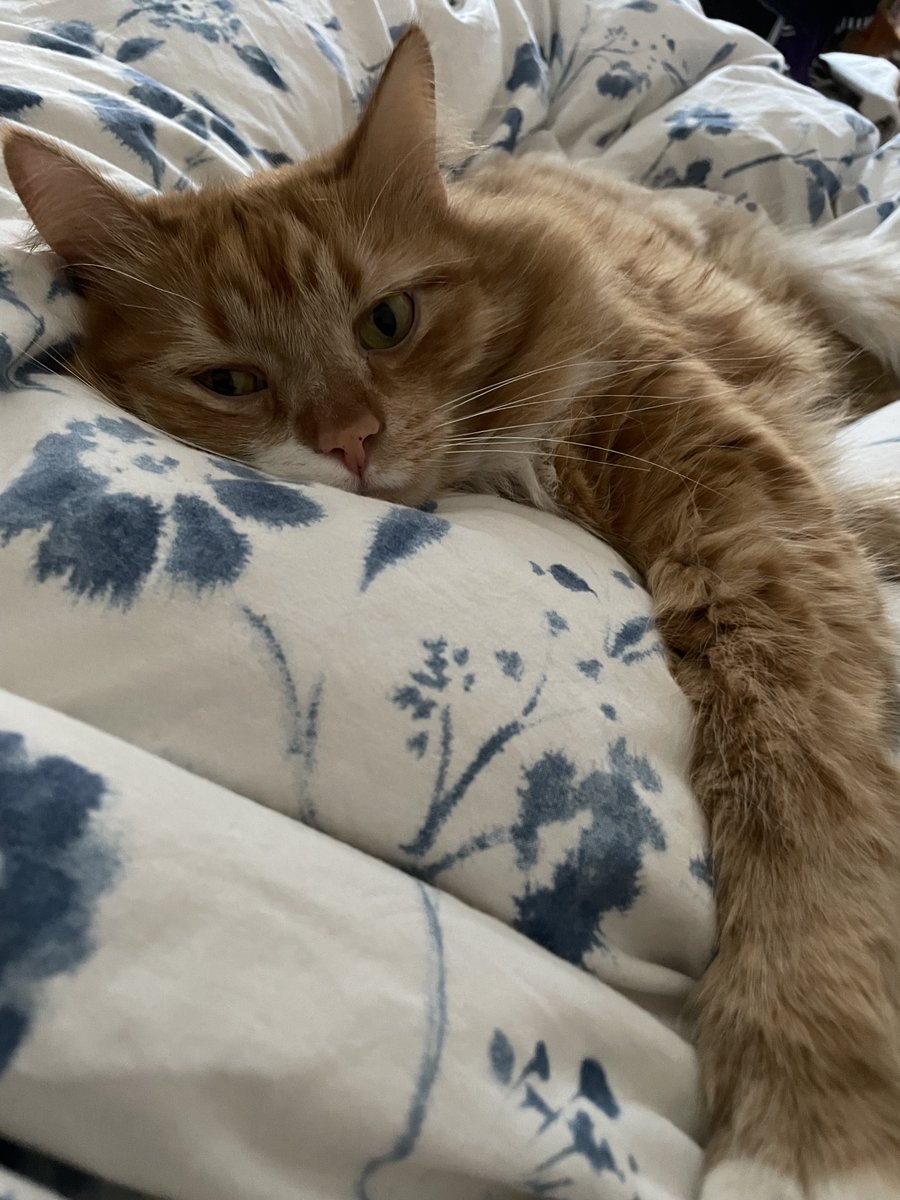 Zane Radzobe tweet media