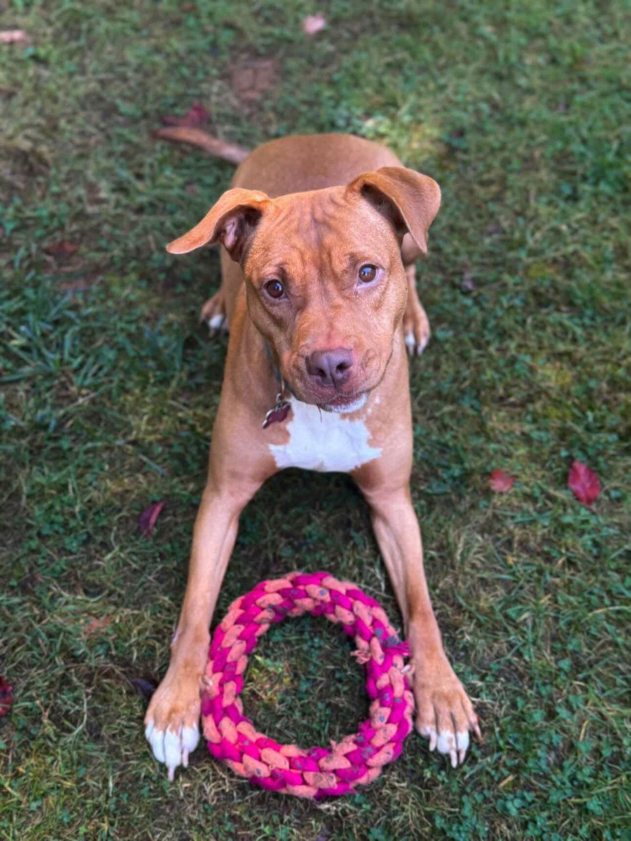 Rescue Dogs Rock, D.C. 🐾🐾🇺🇸 tweet media