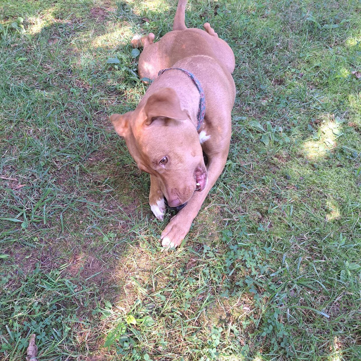 Rescue Dogs Rock, D.C. 🐾🐾🇺🇸 tweet media