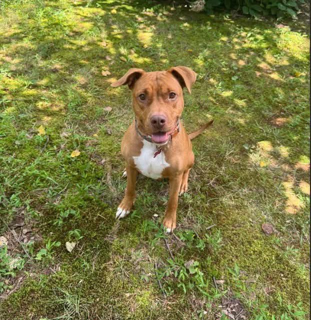 Rescue Dogs Rock, D.C. 🐾🐾🇺🇸 tweet media