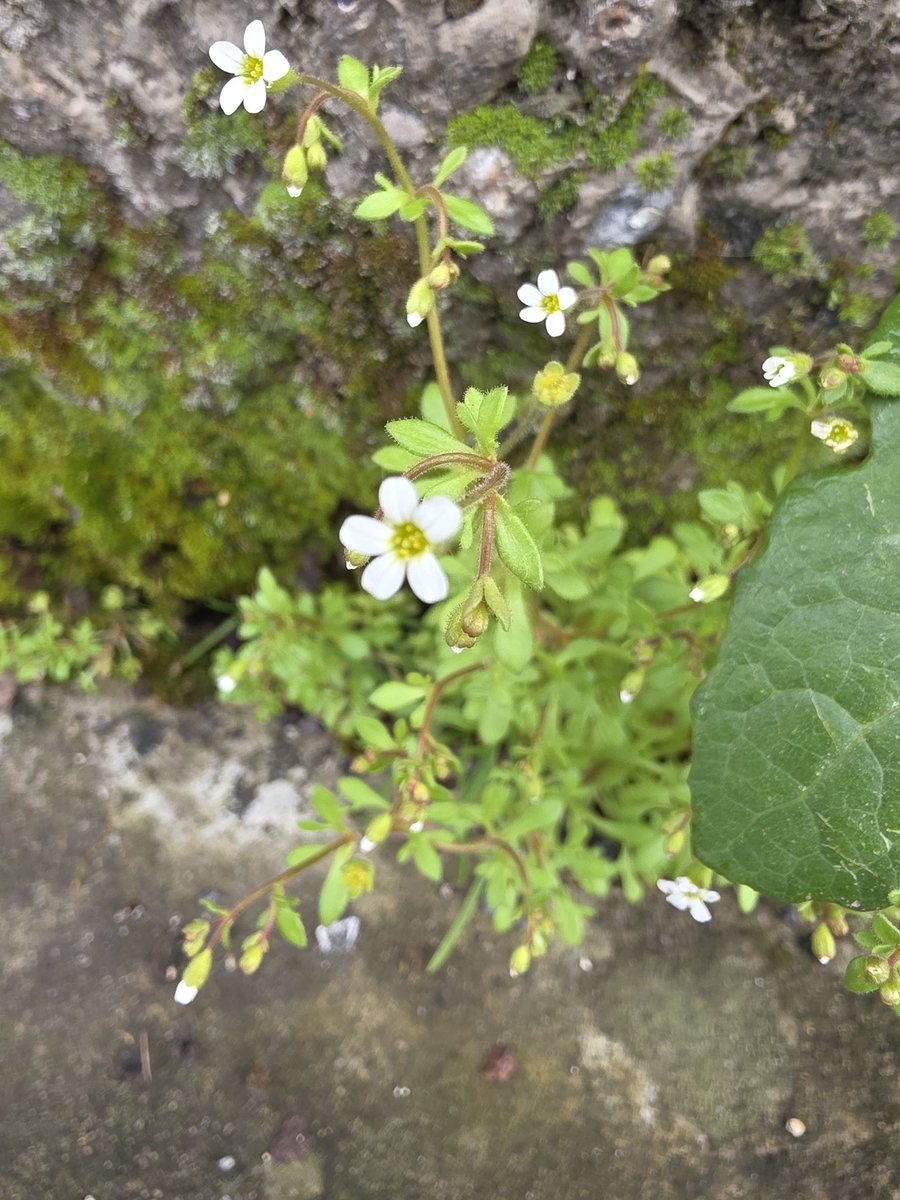 respecting nature tweet media