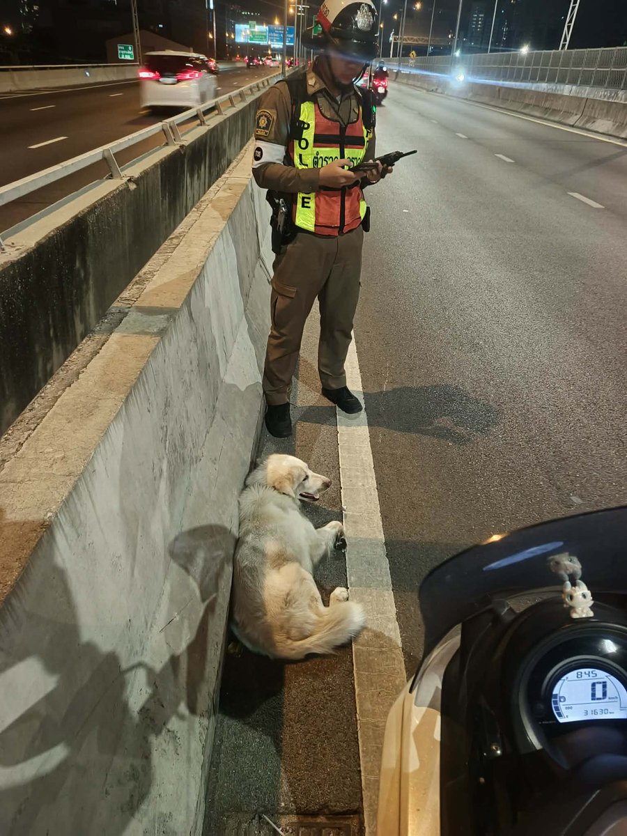 รักหมาจัง🐾 tweet media