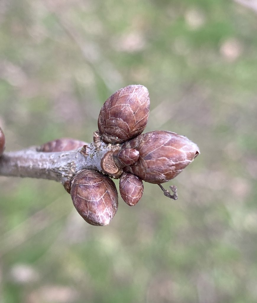 The English Oak Project tweet media