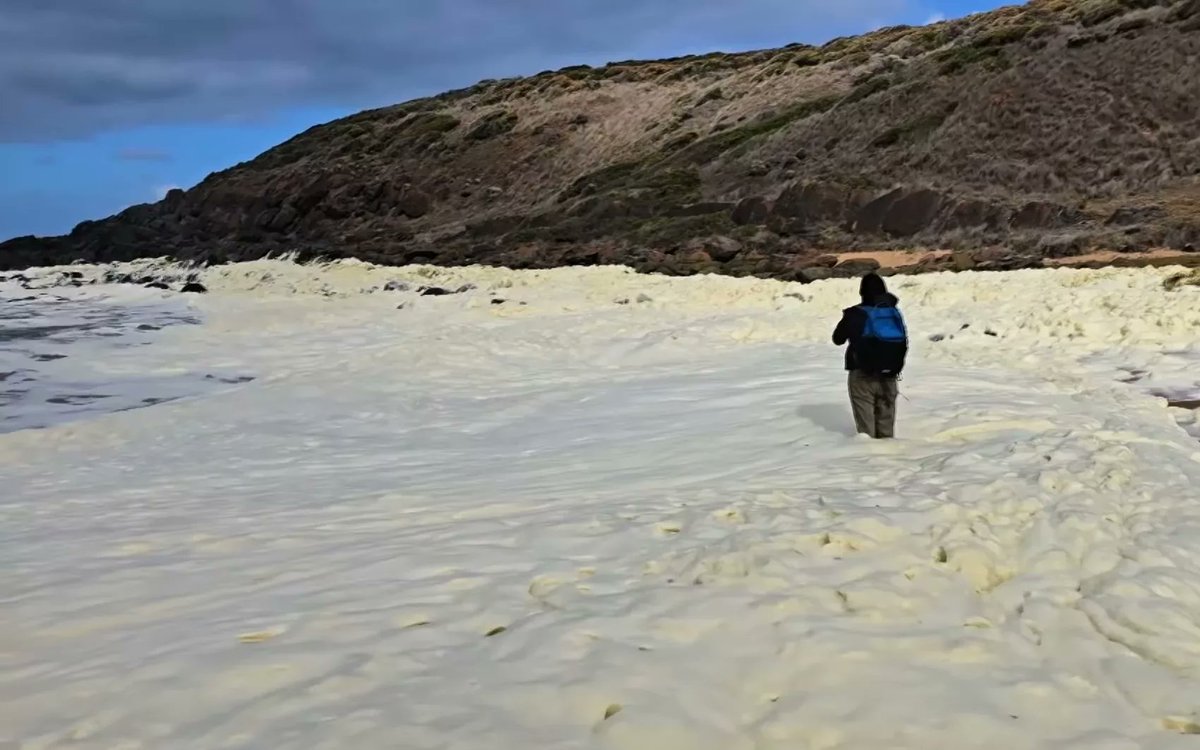 rob_mcknight's tweet image. Lingering questions over SA algal bloom explored on FOUR CORNERS

Read More -&amp;gt; tvblackbox.com.au/page/2026/03/1…

#ABC #AngusGrigg #FourCorners #SouthAustralia #ToxicTide 
tvblackbox.com.au/page/2026/03/1…