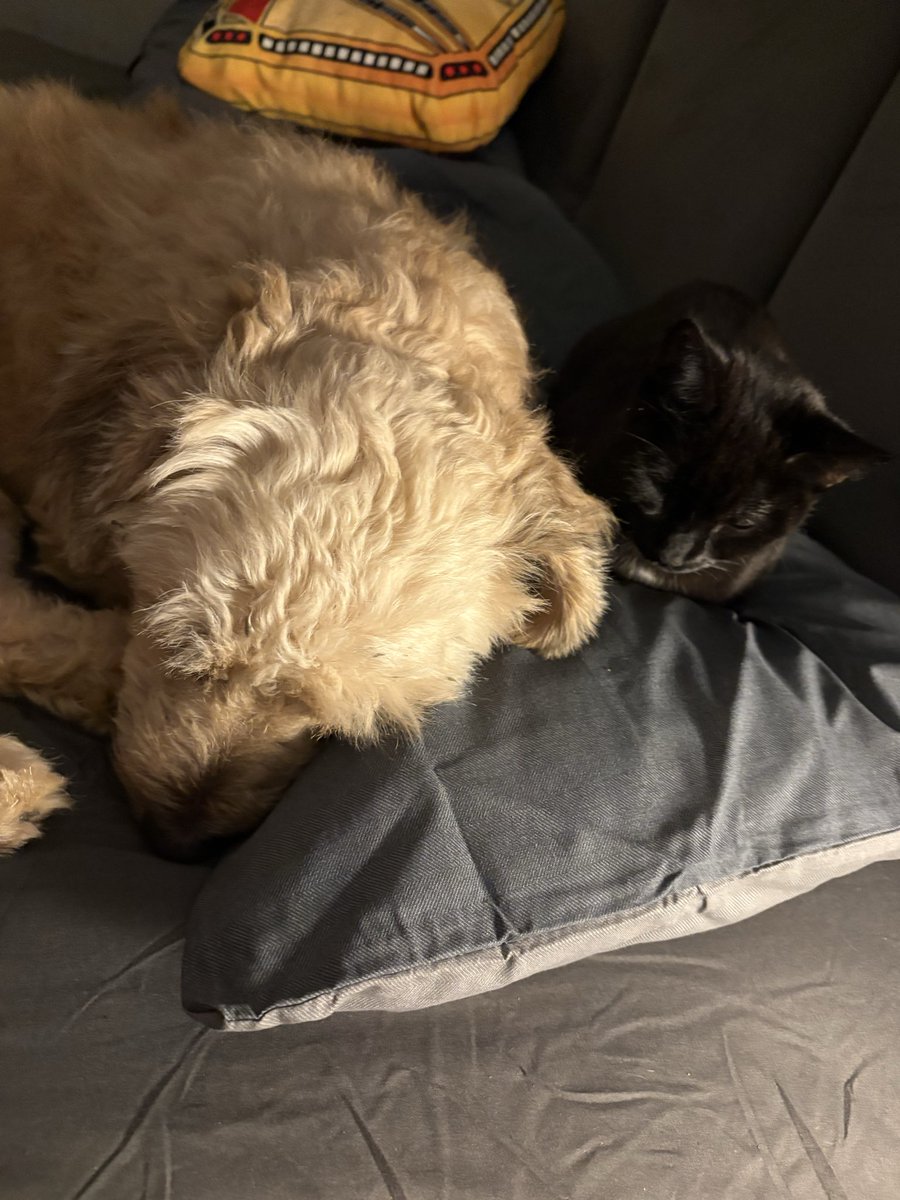tillimeturmum's tweet photo. PLEASE don’t ignore this if you’re in the UK and know a company that can give me money fast please tell me, he doesn’t deserve this, he’s the sweetest cat in the world please help me save my cat https://t.co/JfBxDeHHmd