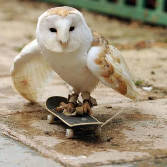 Savos International tweet media