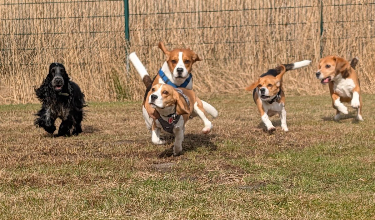 Snueffler's tweet photo. War das ein tolles Wochenende! 4 Beagle und 1 Cocker (gehörte zu einem der Beagle) haben sich im Cuxland zum ersten Snüffler Beagle-Wochenende getroffen.
Es war rundum gelungen!
Nächster Termin: 26. - 28.06. https://t.co/umrg6VFp7v