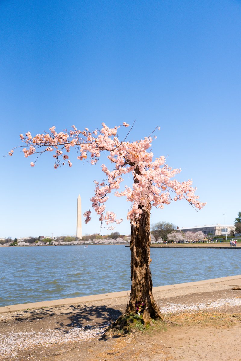 Visit Washington, DC tweet media