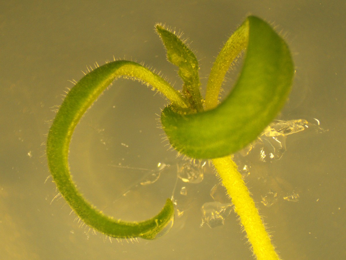 aribidopsis's tweet photo. We grow plants in the lab every day. It empowers our cell &amp; molecular biology studies.

From today, as Day 1, I will show some of the plants we grow in the lab everyday and we are so grateful for the wonderful biological system. 

Image: Tomato🍅leaf with visible trichome. https://t.co/5ZJb8Twv0d