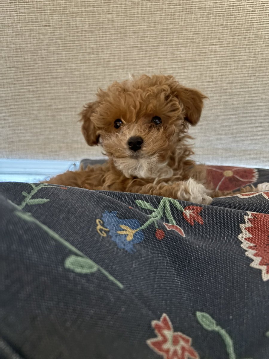 Emily Hurley tweet media