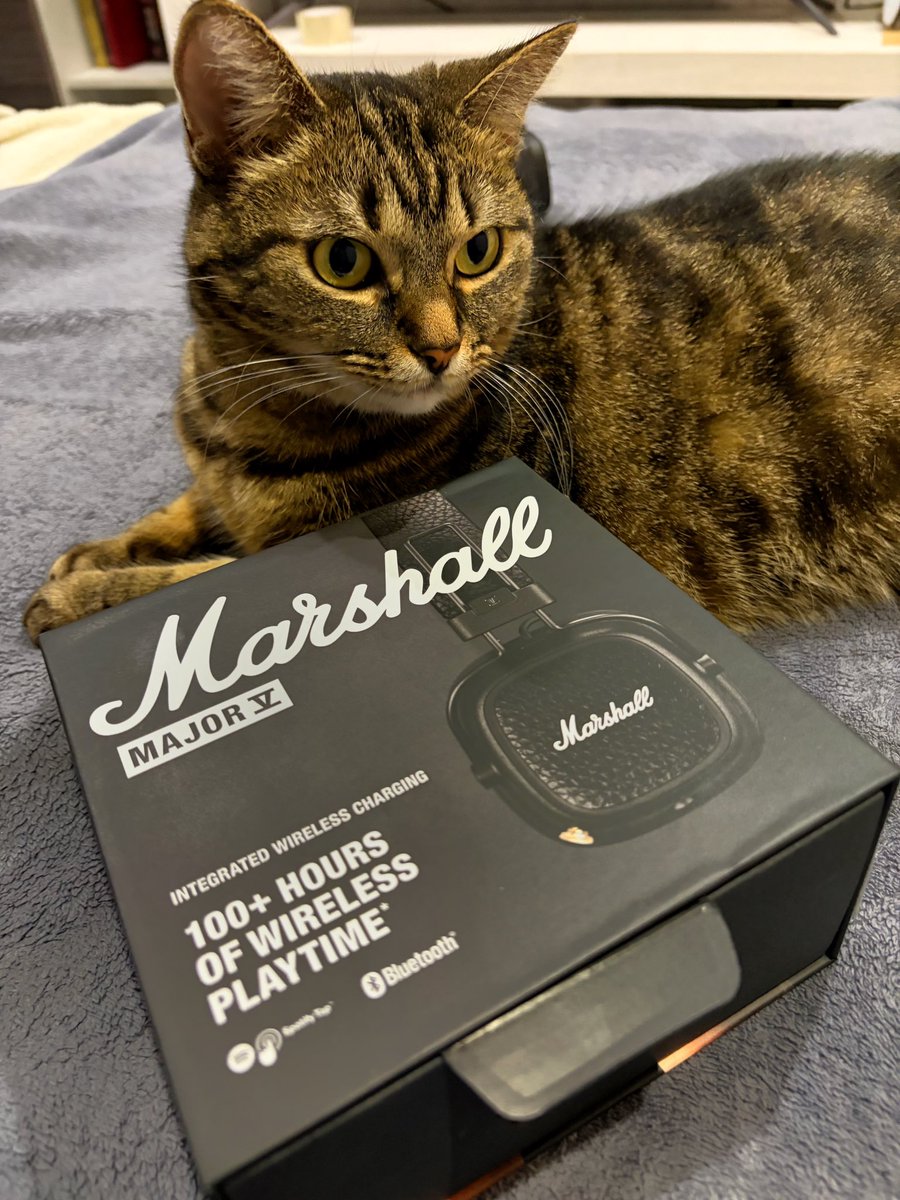 Кот Да Винчи tweet media