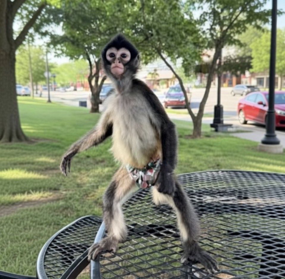 Ahmedstar159's tweet photo. When you buy $WINSTON you're not just aping... you're saving a monkey's day 🐵❤️ Viral king Winston + 100% fees to SPARTN sanctuary. RT if you're in the jungle!

CA: 2BcPK2AvLrLDiekQmXqtVDYn79jVvZVVSihxXhJZpump https://t.co/sv53k9pLpO