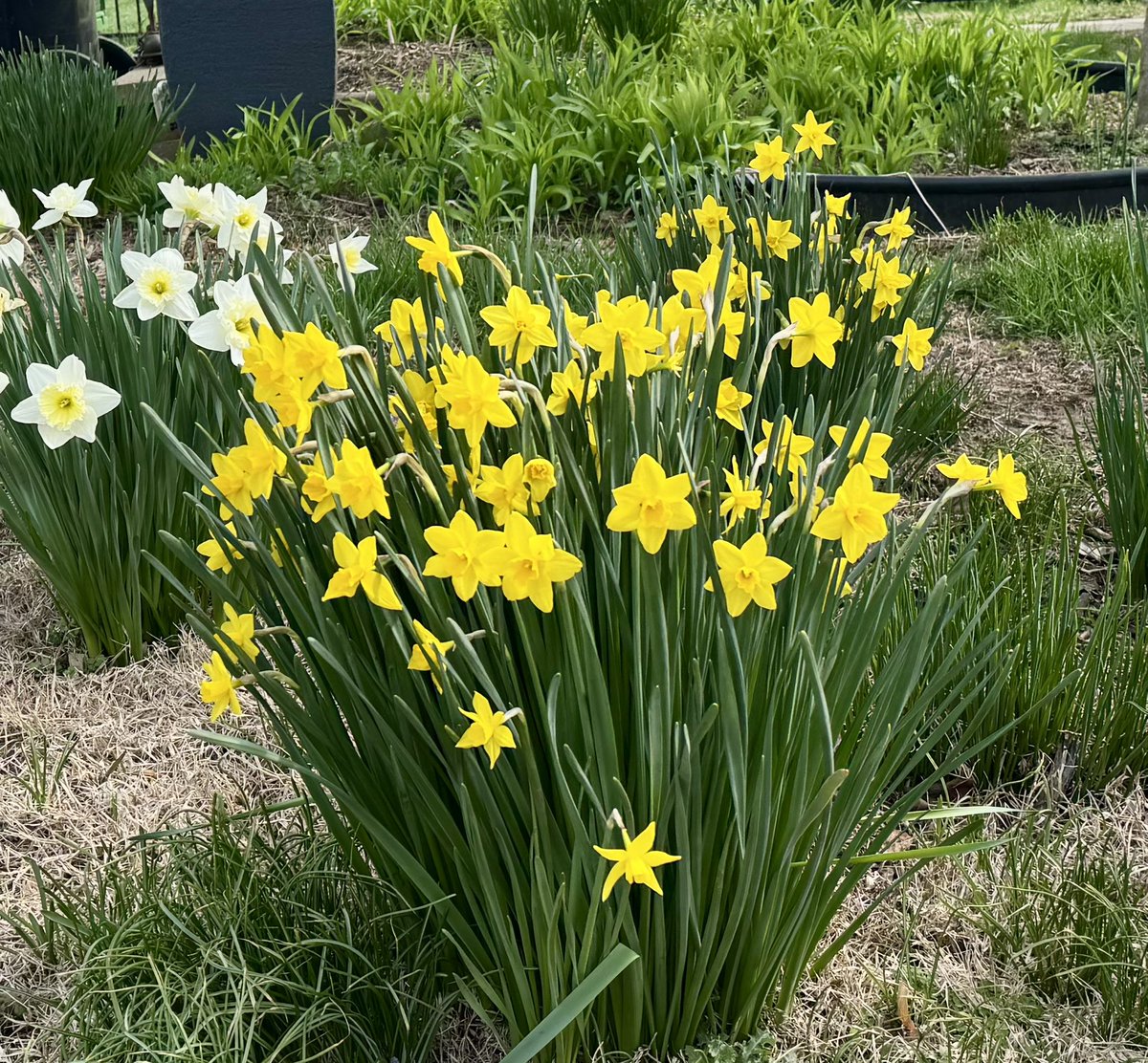 Amy Foos Kapoor tweet media