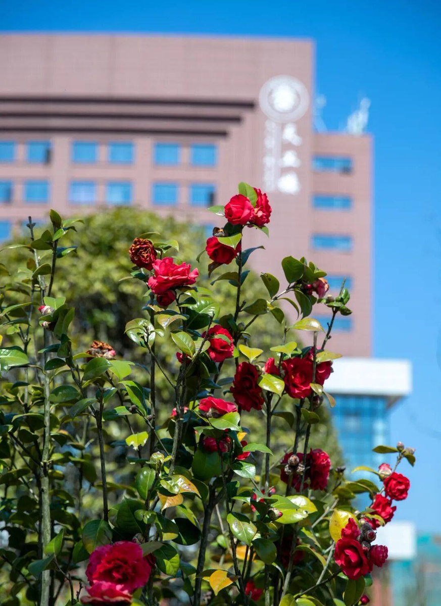 gartos lei tweet media