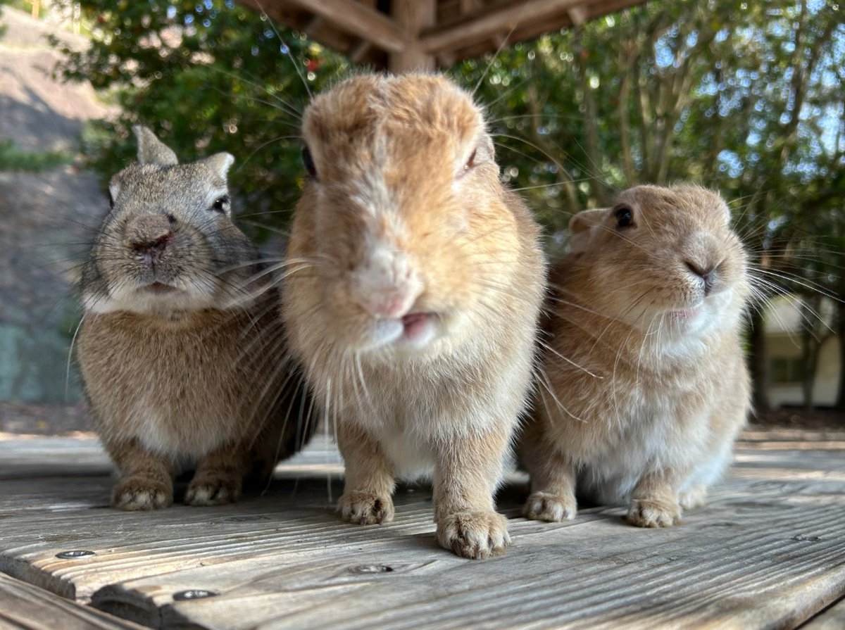 superpaperslap's tweet image. #gang